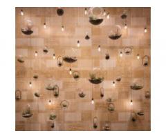David Mexico Design Group