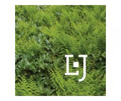 LeBlanc Jones Landscape Architects
