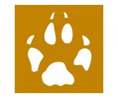 Coyote Design Architecture and Planning