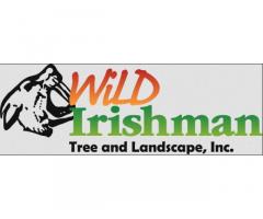 Wild Irishman Tree and Landscape